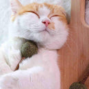 Catnip Lollipop Chew Toy for Cats