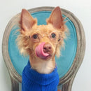 Goggles For Small Dog And Cat