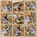 Summer T-shirt For Pets