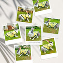 Summer T-shirt For Pets