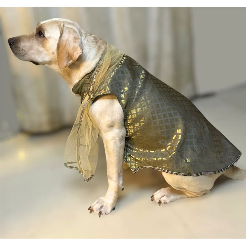 Traditional Dog Ethnic Dress – Grey