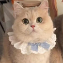 Cute Frilly Lace Pet Collar with Blue Bow