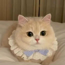 Cute Frilly Lace Pet Collar with Blue Bow