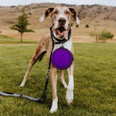 Collapsible Pet Bowl Portable Silicone Dog Bowl for Travel