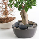 Natural River Rocks for Aquariums & Plants