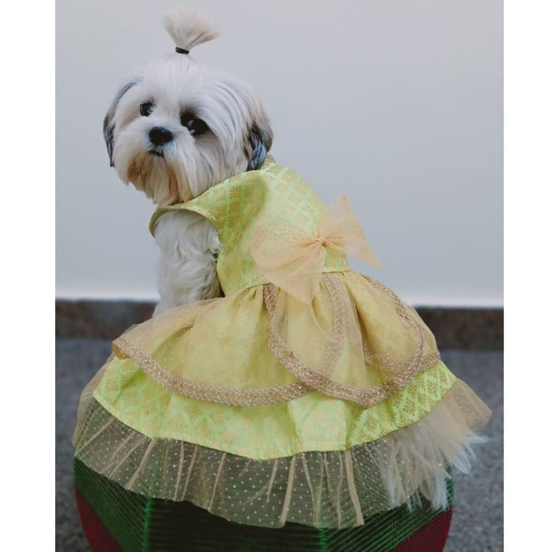 Traditional Ethnic Dresses for Dogs