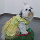 Traditional Ethnic Dresses for Dogs