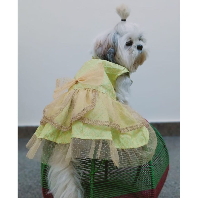 Traditional Ethnic Dresses for Dogs