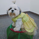 Traditional Ethnic Dresses for Dogs
