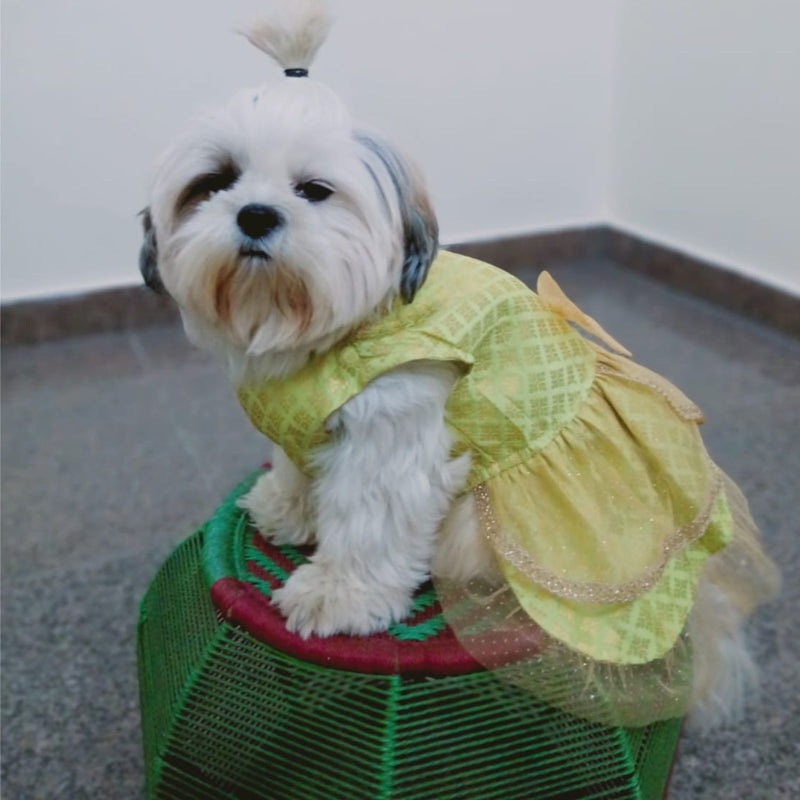 Traditional Ethnic Dresses for Dogs
