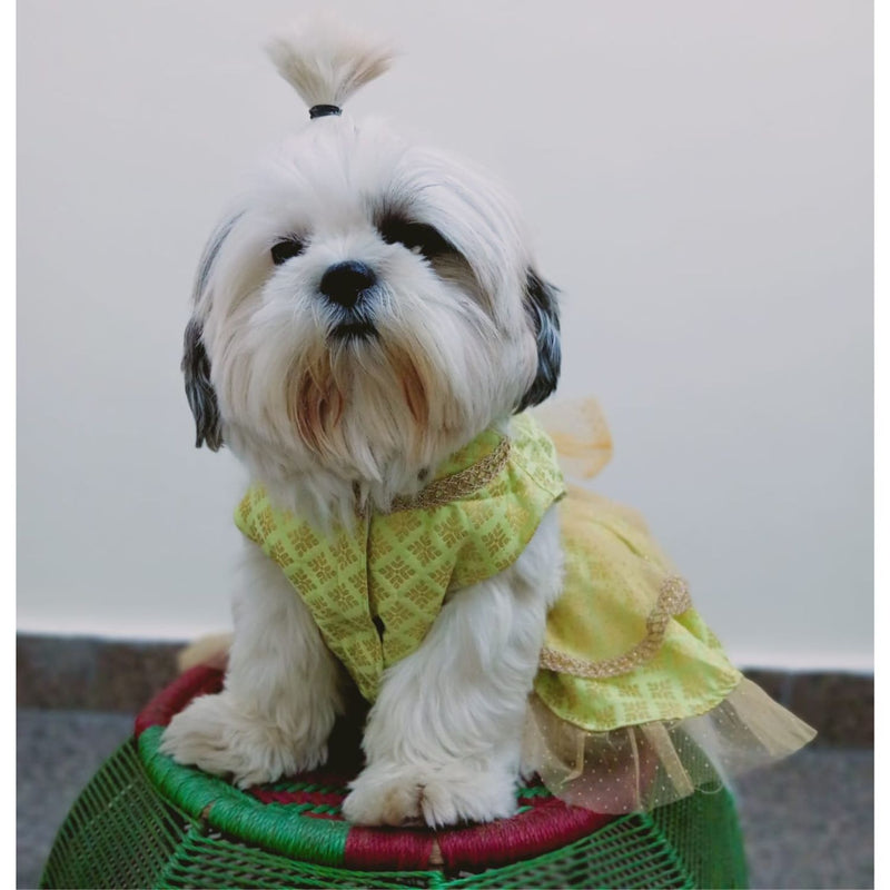 Traditional Ethnic Dresses for Dogs
