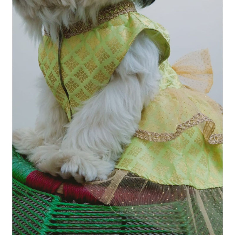 Traditional Ethnic Dresses for Dogs