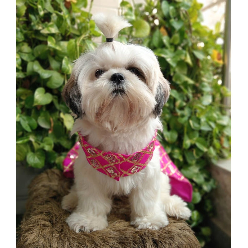 Ethnic Dress for Dogs