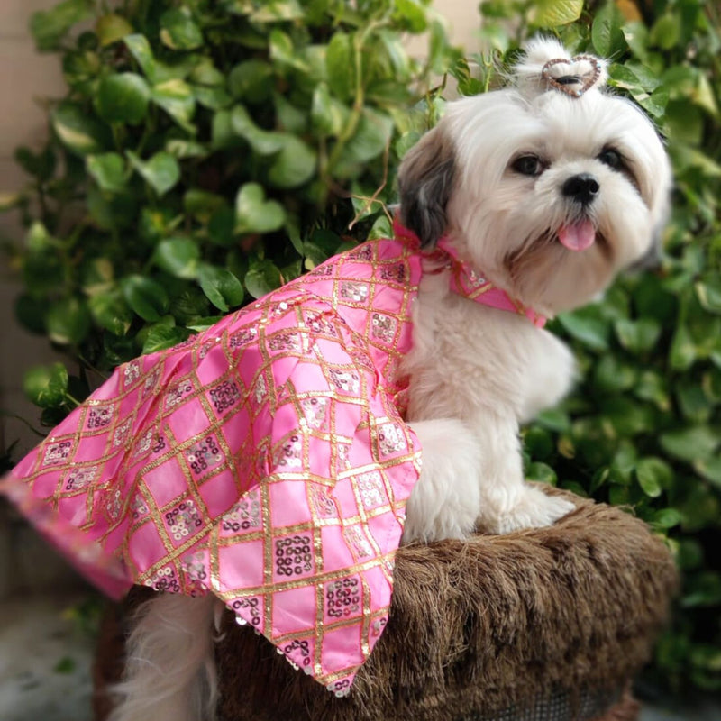 Ethnic Dress for Dogs