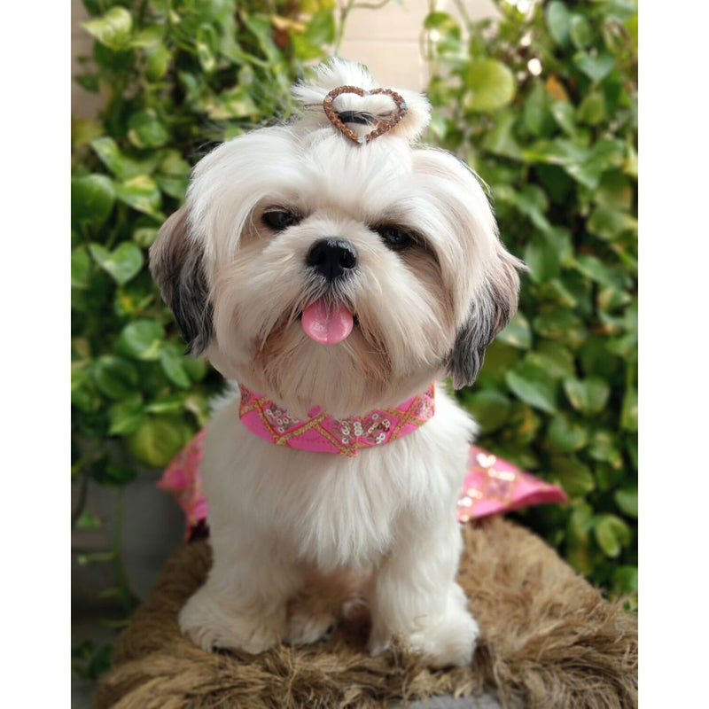 Ethnic Dress for Dogs