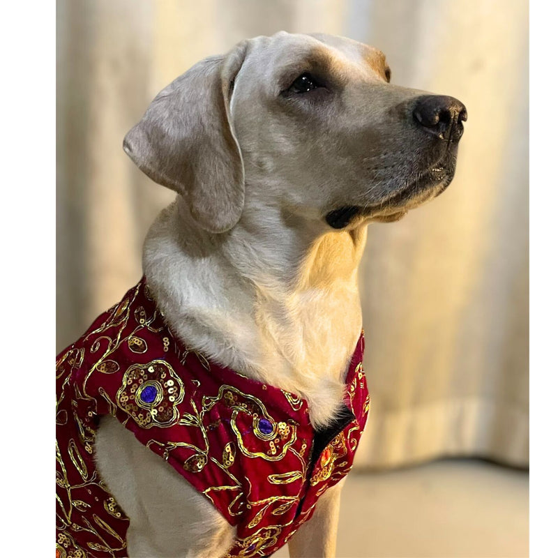 Festive Dog Sherwani in Dark Pink Velvet