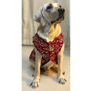 Festive Dog Sherwani in Dark Pink Velvet
