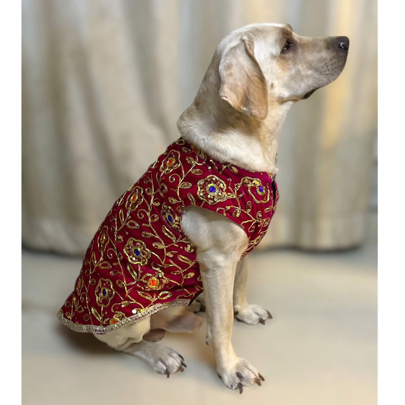 Festive Dog Sherwani in Dark Pink Velvet