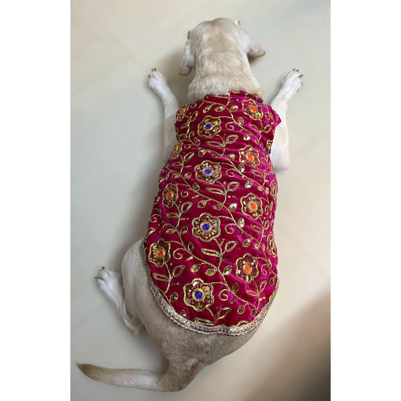 Festive Dog Sherwani in Dark Pink Velvet
