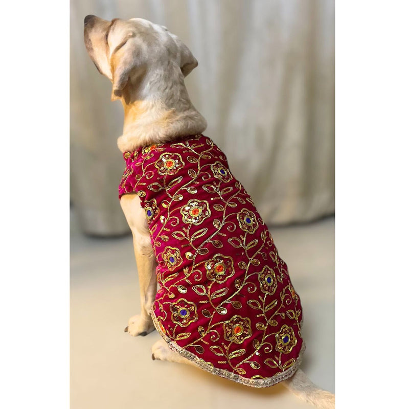 Festive Dog Sherwani in Dark Pink Velvet