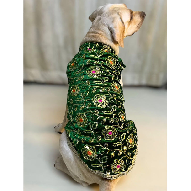 Festive Dog Sherwani for small & medium breeds
