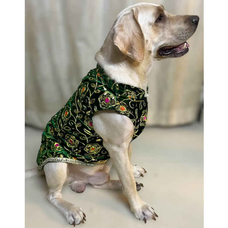Festive Dog Sherwani for small & medium breeds