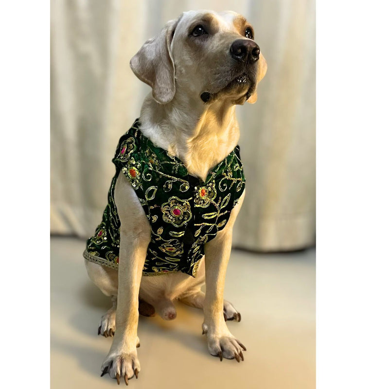 Festive Dog Sherwani for small & medium breeds