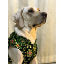 Festive Dog Sherwani for small & medium breeds