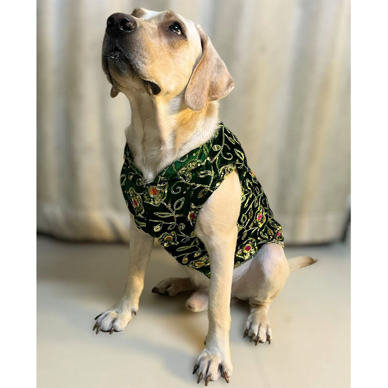 Festive Dog Sherwani for small & medium breeds