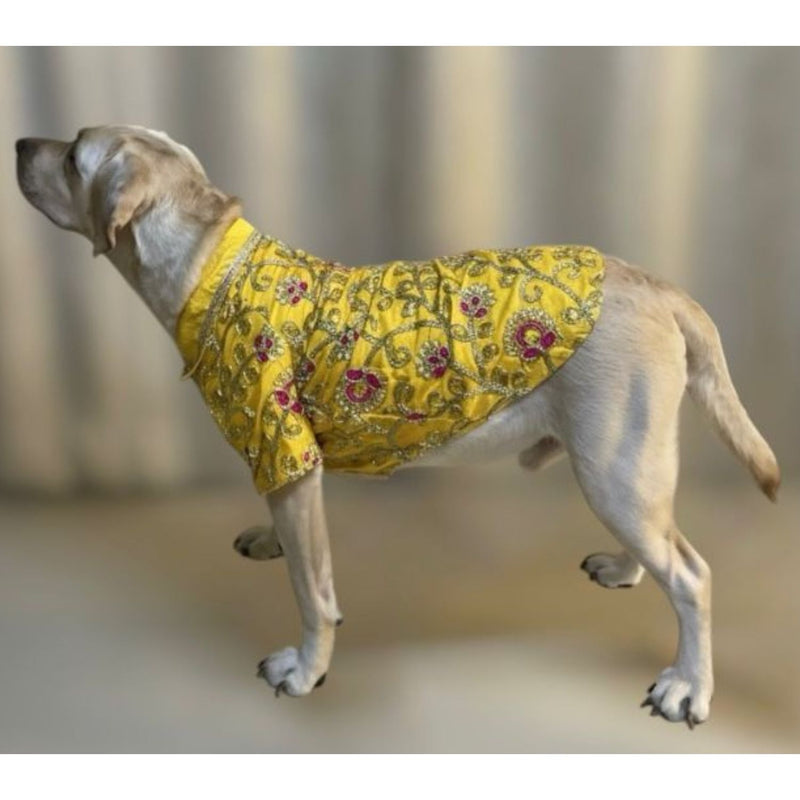 Traditional Dog Dress for Weddings & Festivals