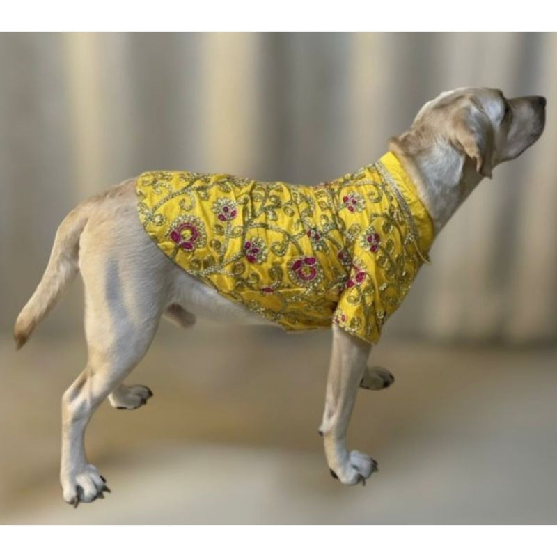 Traditional Dog Dress for Weddings & Festivals