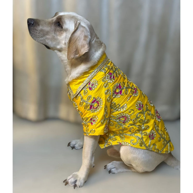 Traditional Dog Dress for Weddings & Festivals