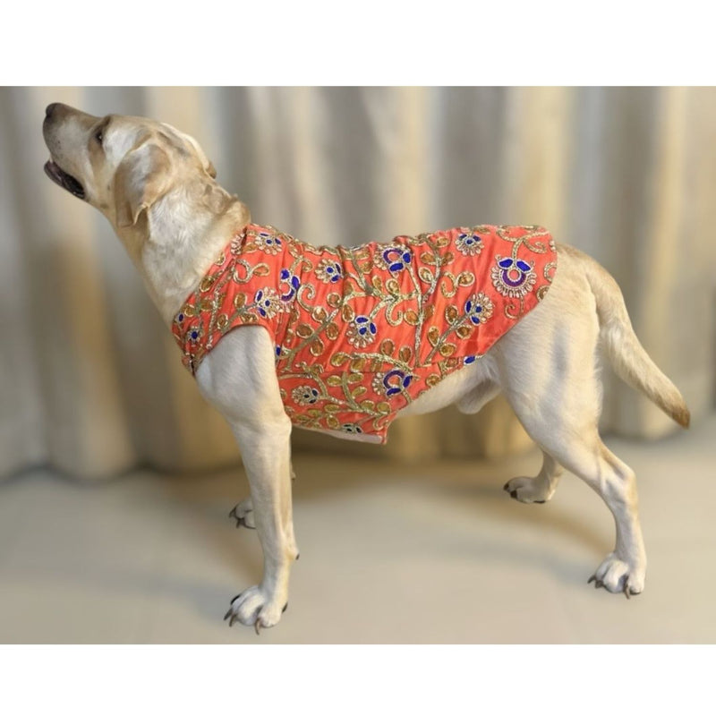 Traditional Dog Dress for Weddings & Festivals