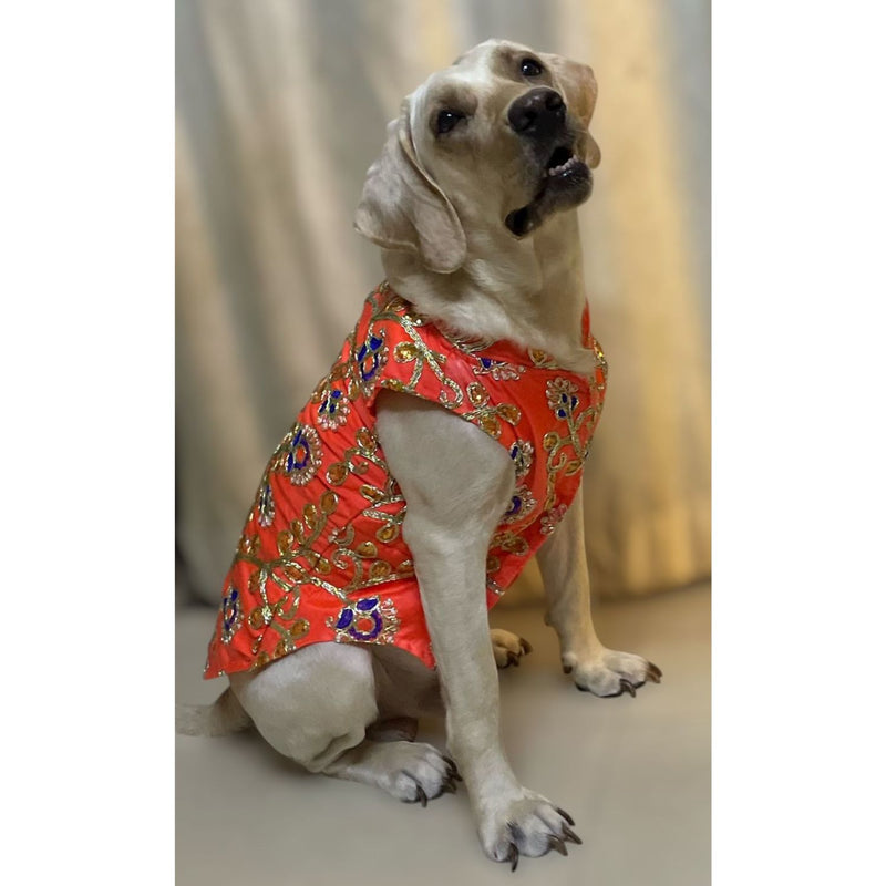 Traditional Dog Dress for Weddings & Festivals