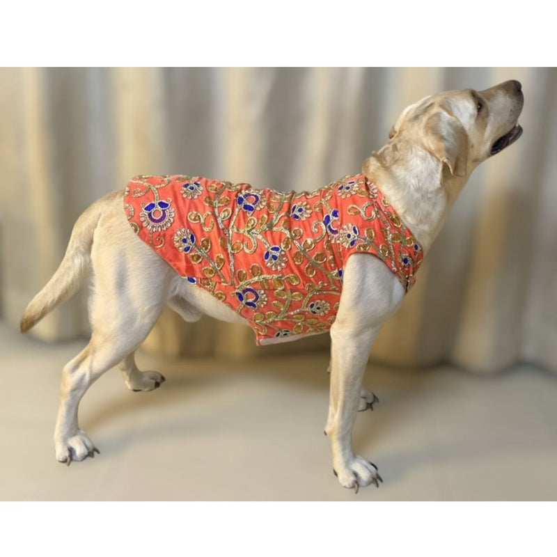 Traditional Dog Dress for Weddings & Festivals
