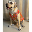 Traditional Dog Dress for Weddings & Festivals