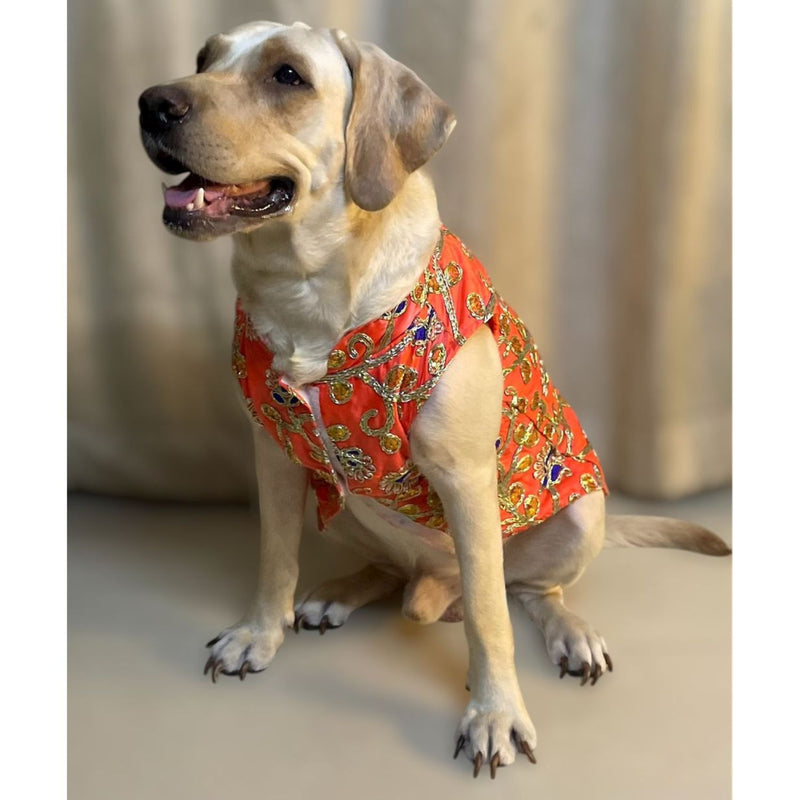 Traditional Dog Dress for Weddings & Festivals