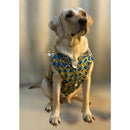 Designer Kurta for all Dog Breeds