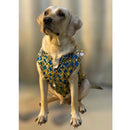 Designer Kurta for all Dog Breeds