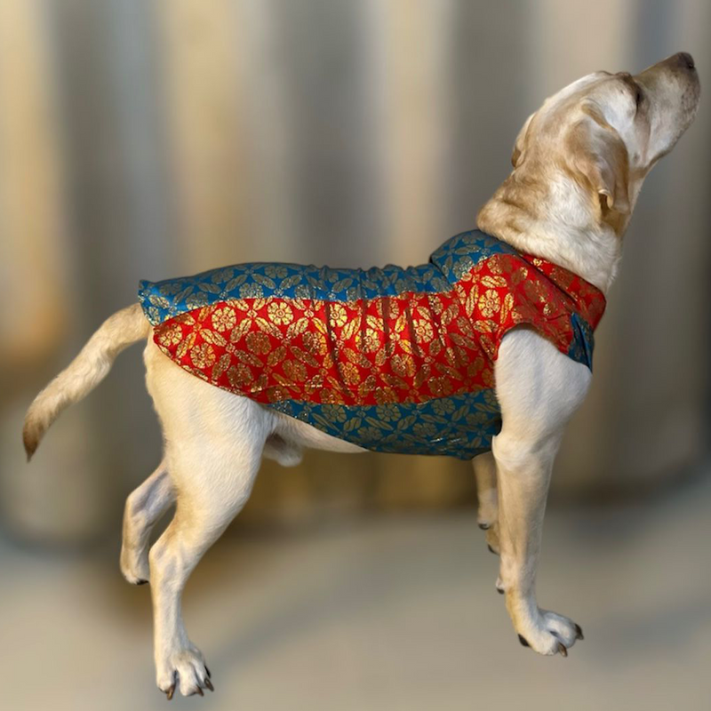 Ethnic Brocade Festive Dog Kurta