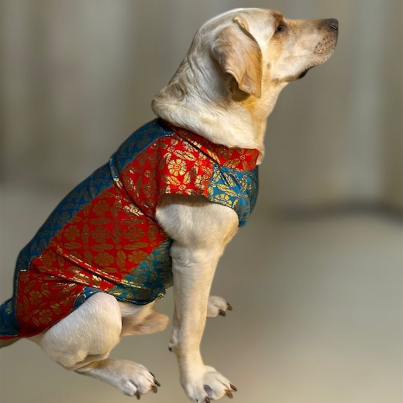 Ethnic Brocade Festive Dog Kurta