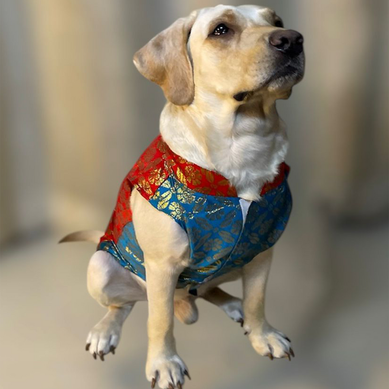 Ethnic Brocade Festive Dog Kurta