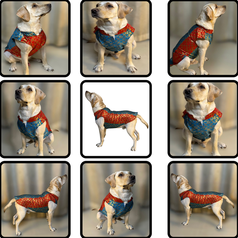 Ethnic Brocade Festive Dog Kurta
