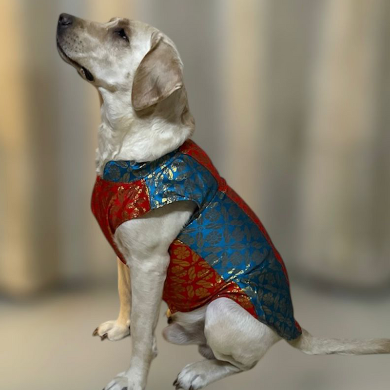 Ethnic Brocade Festive Dog Kurta