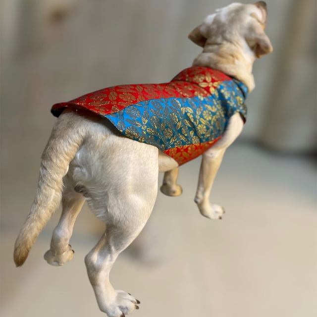 Ethnic Brocade Festive Dog Kurta