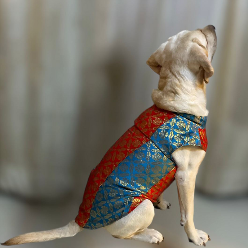 Ethnic Brocade Festive Dog Kurta