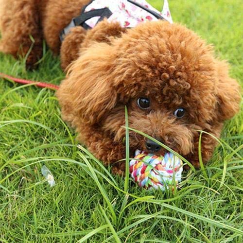 Emily Pets Cotton Rope Ball Toy For Dog