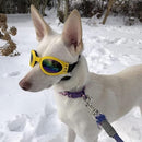 Summer Combo T-shirt + Sunglasses For Pets