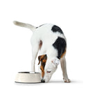 Colorful Melamine Dog Bowl with Non-Skid Silicone Base