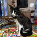 Adjustable Soft Vest Pet Harness For Dogs